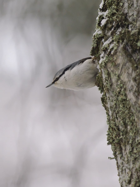 Pähkinänakkeli, Eurasian Nuthatch, Sitta europaea